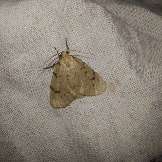 Paidia rica - májmoha-medvelepke