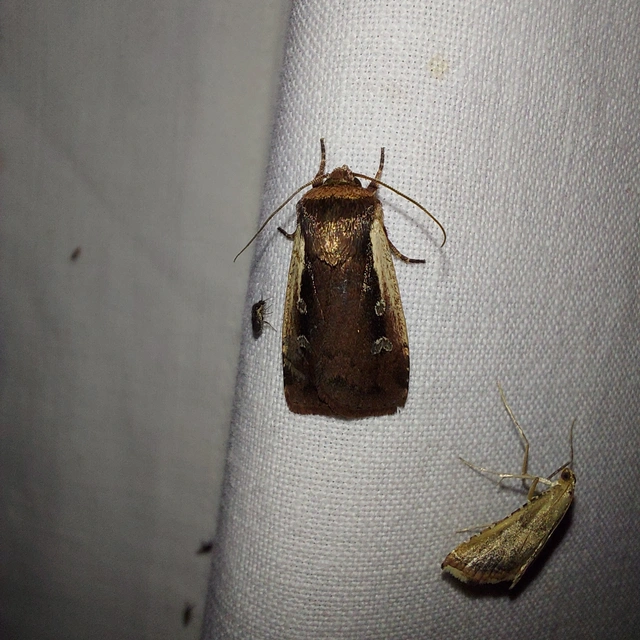 Ochropleura plecta - fehérszegélyű fűbagoly