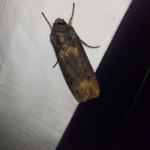 Agrotis ipsilon - nagy földibagoly