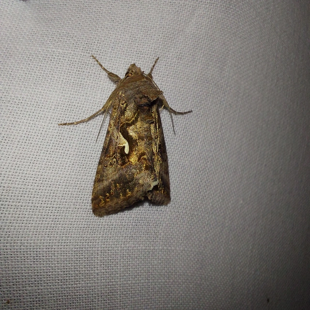 Autographa gamma - gammalepke