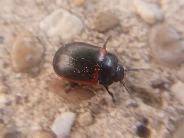 Chrysolina limbata - keretes levélbogár
