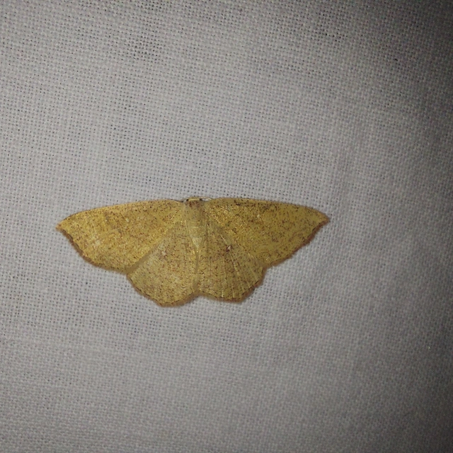Cyclophora ruficiliaria - vörösrojtú pettyesaraszoló