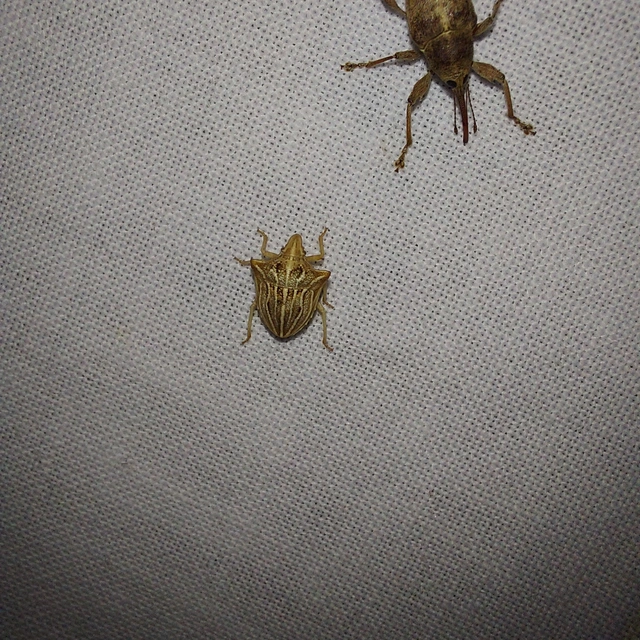 Ancyrosoma leucogrammes - vállas poloska Ancyrosoma leucogrammes - vállas poloska