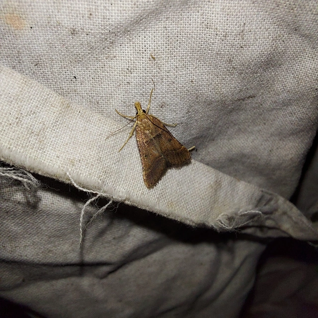 Stemmatophora brunnealis - barna fényilonca