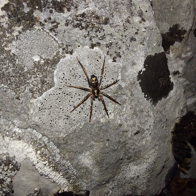 Drapeta rutilans - csillogó avarpók