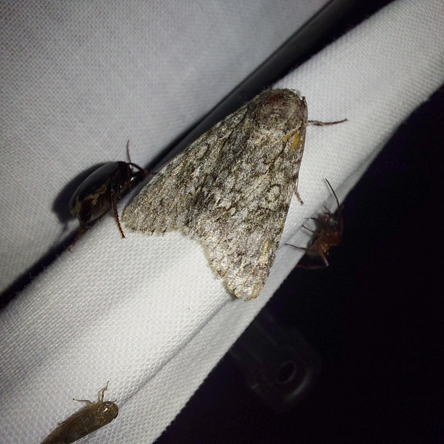 Acronicta aceris - vadgesztenye-szigonyosbagoly