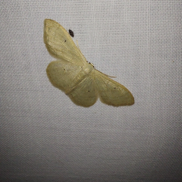 Idaea straminata - szalmasárga sávosaraszoló