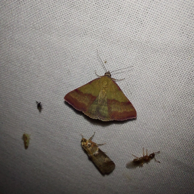 Phytometra viridaria - pirossávos bagoly