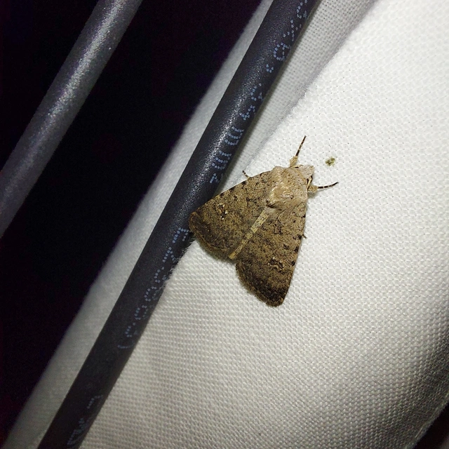 Paradrina clavipalpis - közönséges selymesbagoly