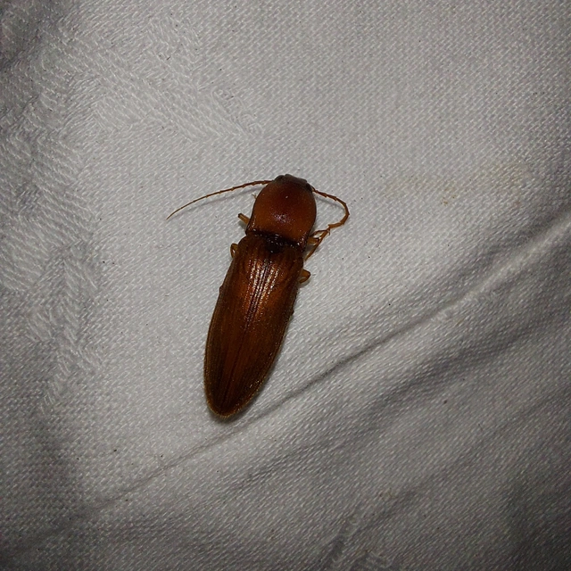 Stenagostus rufus - nagy pattanó