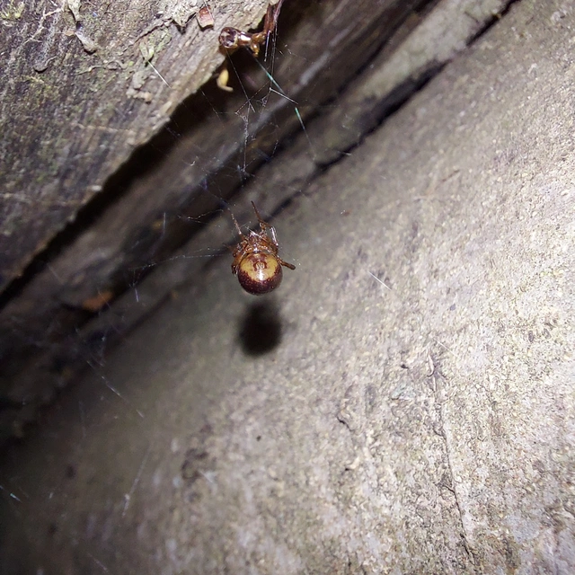 Steatoda bipunctata - kétpettyes faggyúpók