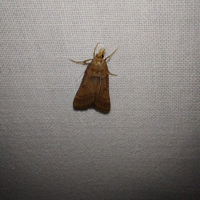 Stemmatophora honestalis - karsztlakó fényilonca
