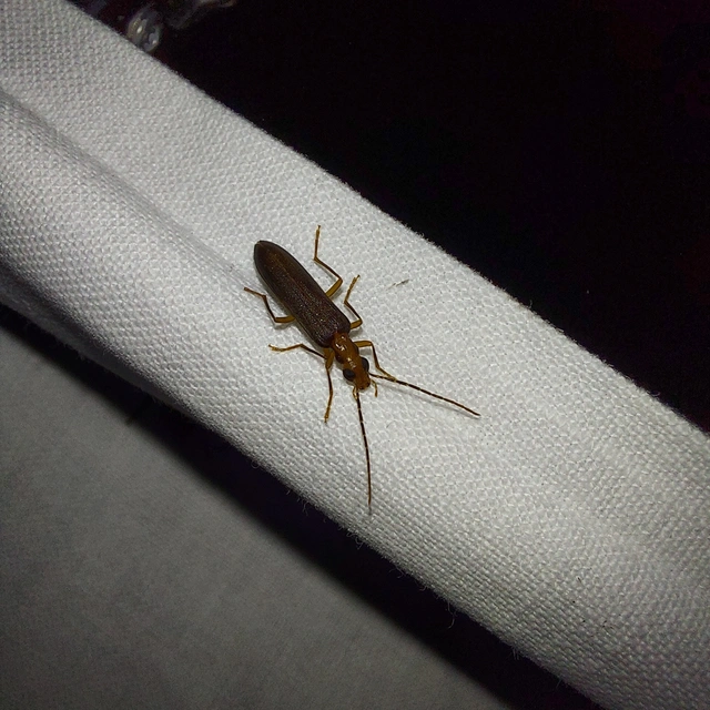 Nacerdes carniolica - karnóliai álcincér