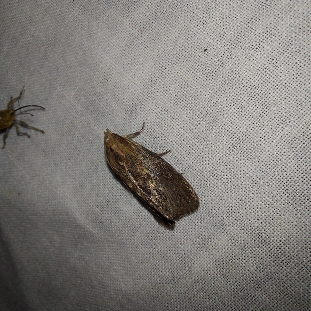 Galleria mellonella - nagy viaszmoly