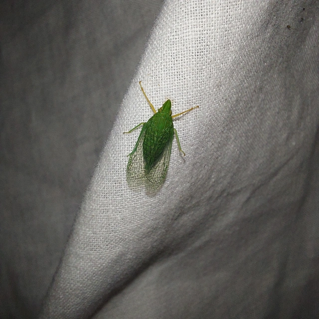 Dictyophara multireticulata