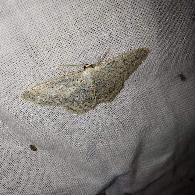 Scopula incanata - hamvas sávosaraszoló
