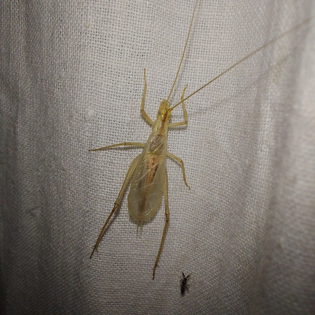 Oecanthus pellucens - pirregőtücsök