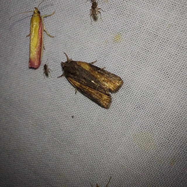 Bryophila raptricula/felina