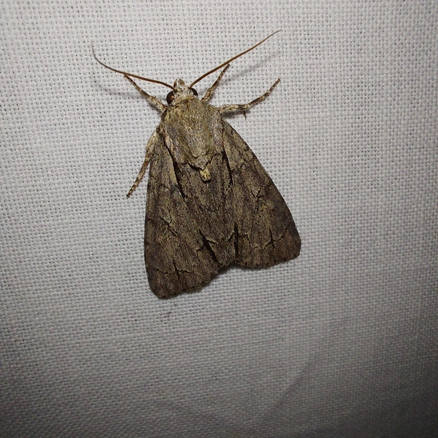 Acronicta cuspis/tridens/psi