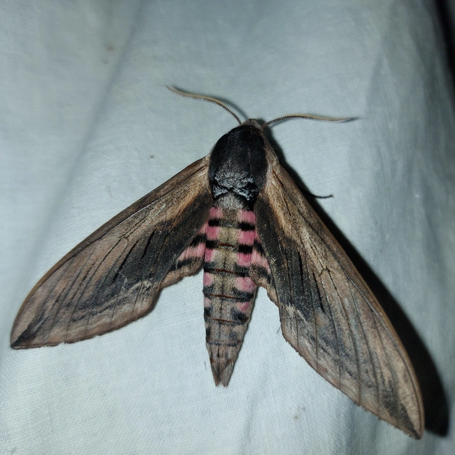Sphinx ligustri - fagyalszender