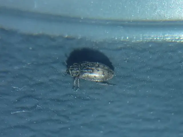 Helophorus nubilus - réti vésettcsibor Helophorus nubilus - réti vésettcsibor