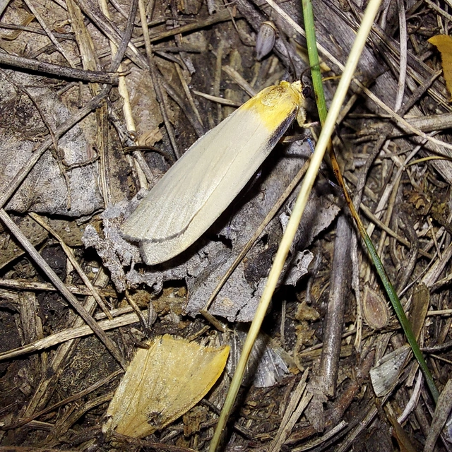 Lithosia quadra - négypettyes zuzmószövő