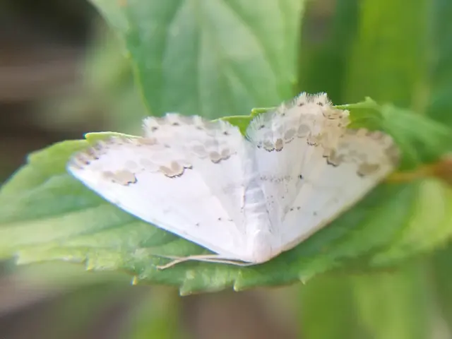 Scopula ornata - díszes fehéraraszoló