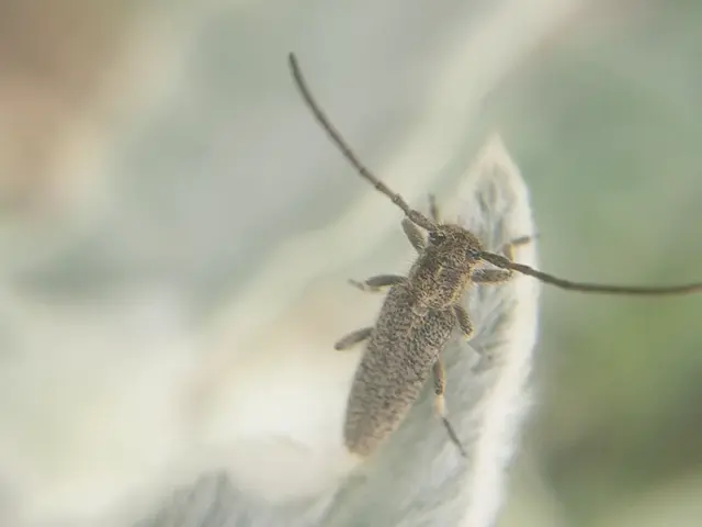 Pilemia hirsutula - macskaherecincér