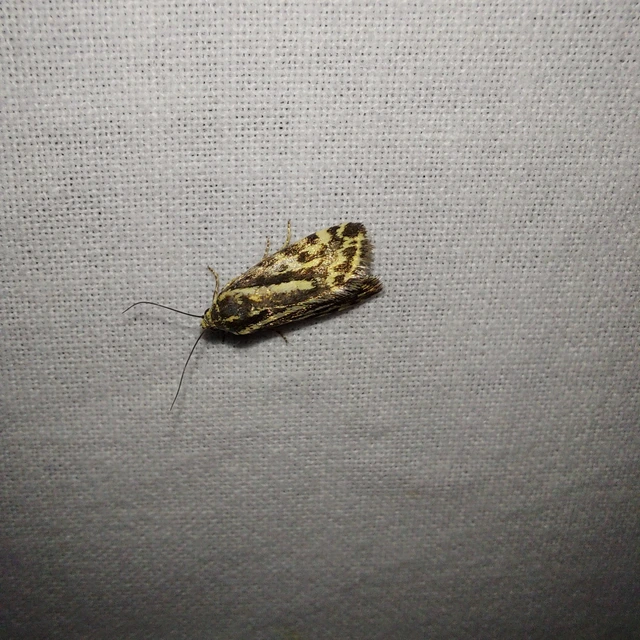 Emmelia trabealis - zebrabagoly