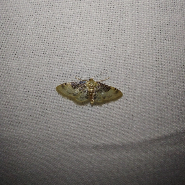 Idaea filicata - sötéttövű apróaraszoló