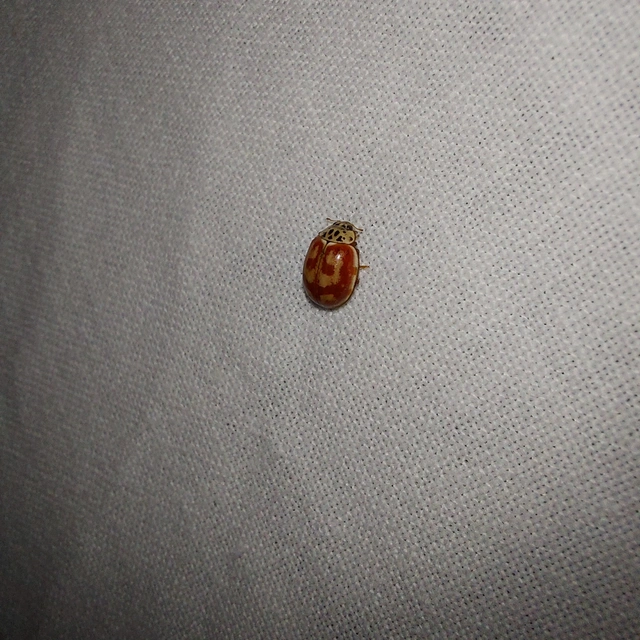 Harmonia quadripunctata - négypettyes katica