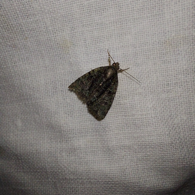 Cryphia algae - sárgászöld zuzmóbagoly