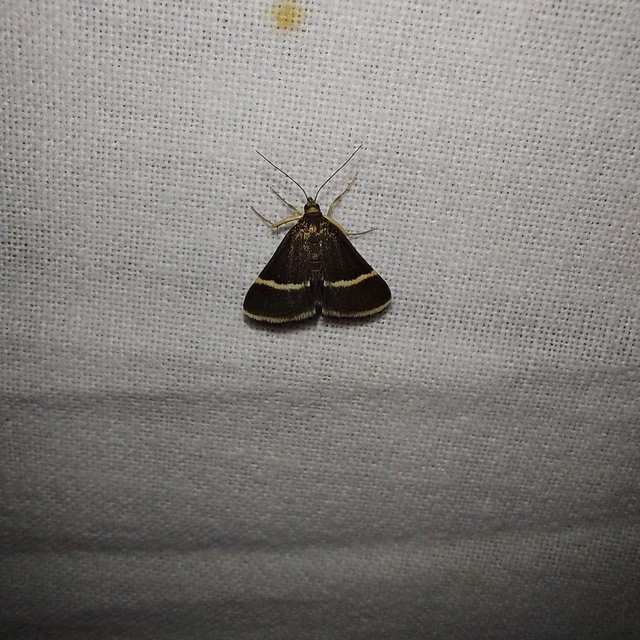 Pyrausta cingulata/rectefascialis
