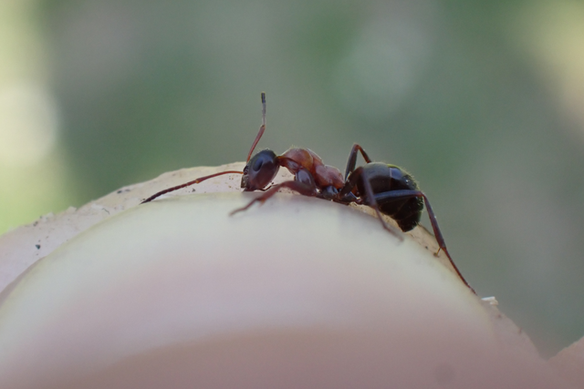Formica rufibarbis - vörös rabszolgahangya