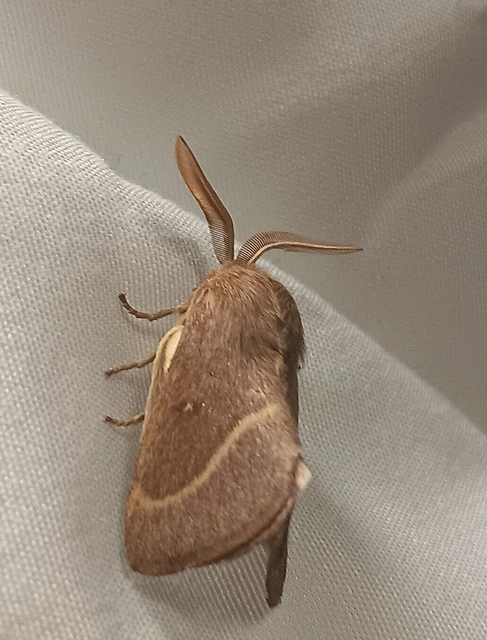 Lasiocampa trifolii - lóhereszövő
