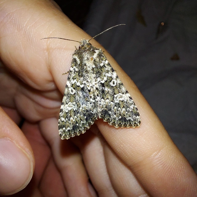 Polymixis polymita - kankalin-tarkabagoly