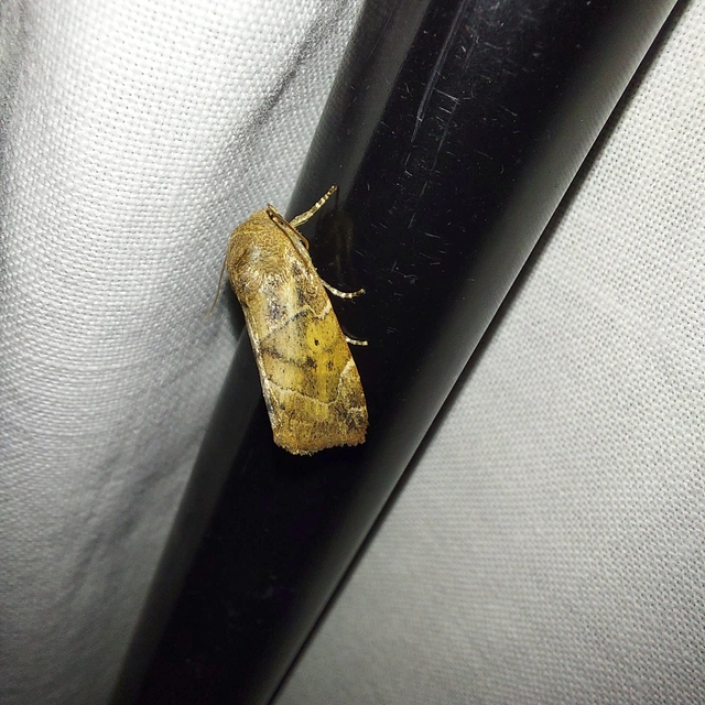Cosmia affinis - barna lombbagoly