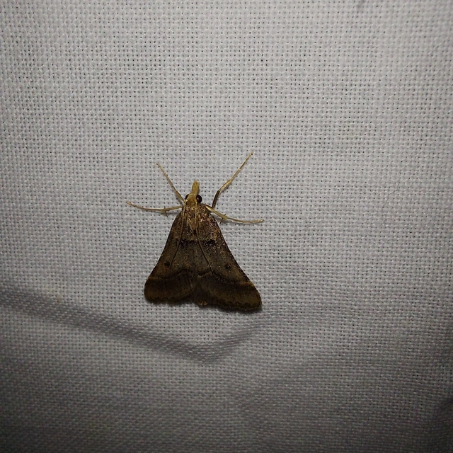 Stemmatophora brunnealis - barna fényilonca
