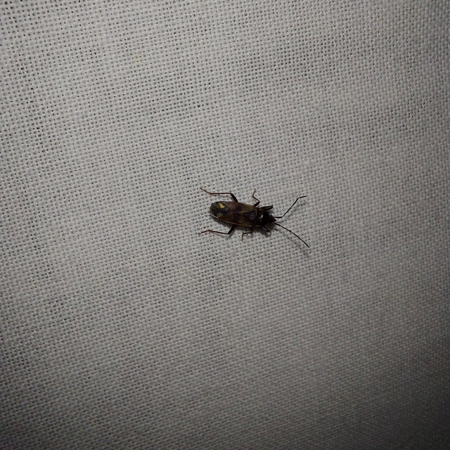 Eremocoris