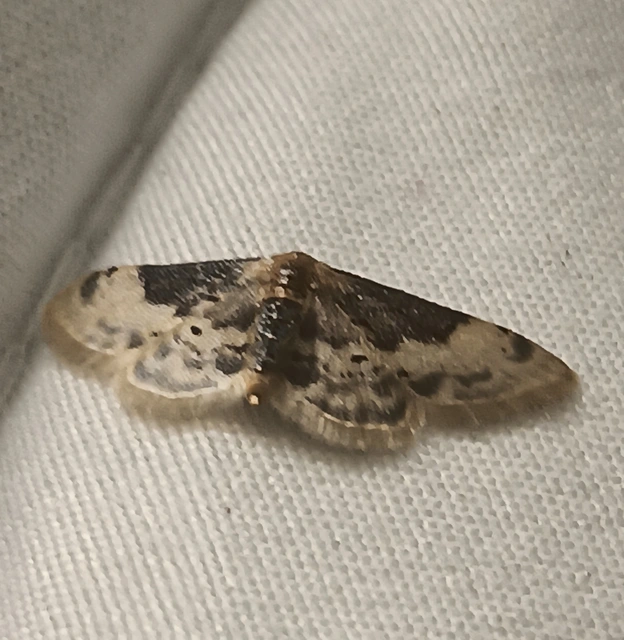 Idaea filicata - sötéttövű apróaraszoló