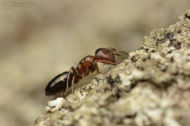 Colobopsis truncata - kapushangya