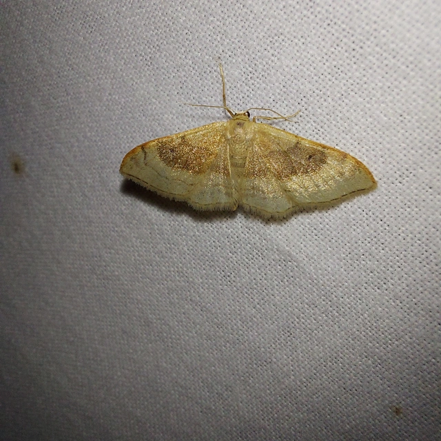 Idaea degeneraria - barnasávos araszoló