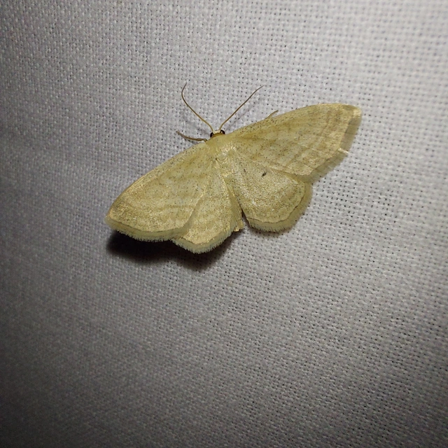 Scopula virgulata - vesszős sávosaraszoló