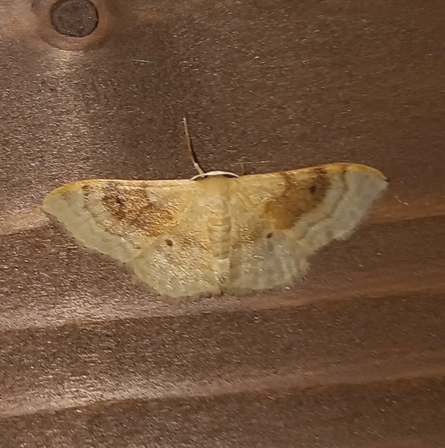 Idaea degeneraria - barnasávos araszoló