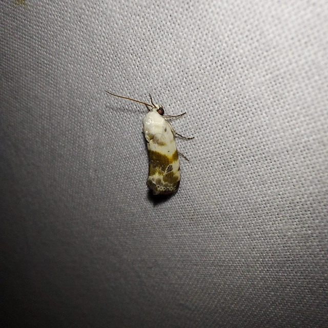 Ponometia candefacta - parlagfűbagoly