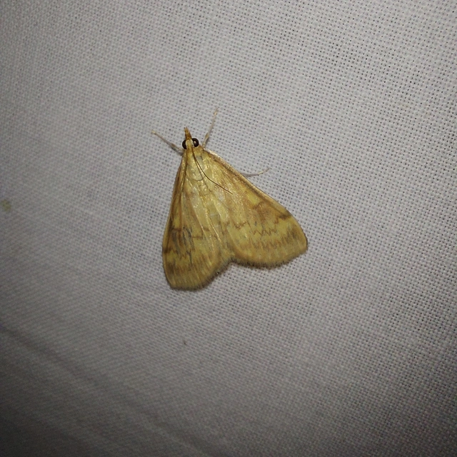 Ostrinia nubilalis - kukoricamoly