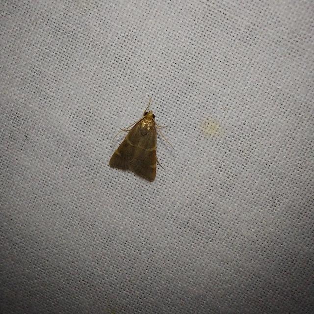 Pyralis perversalis - pusztai fényilonca