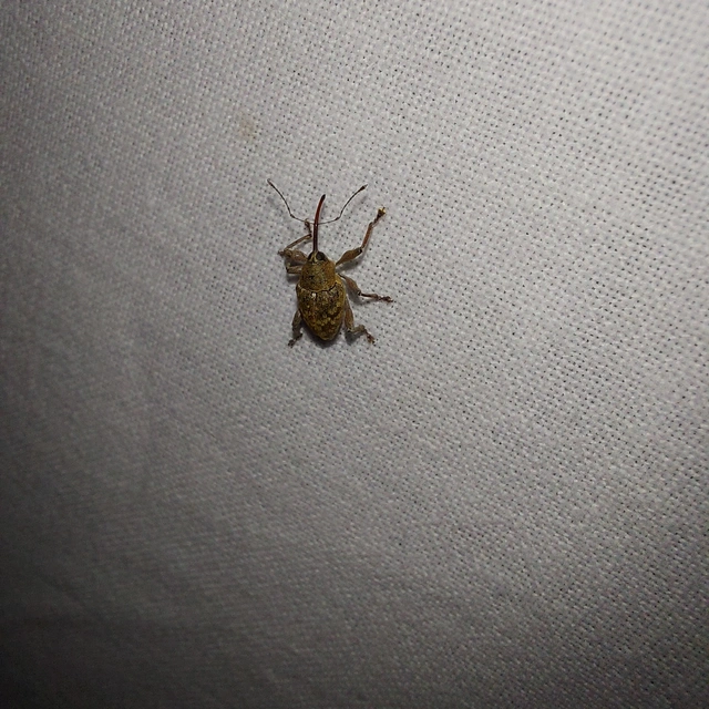 Curculio glandium - tölgymakkzsuzsóka