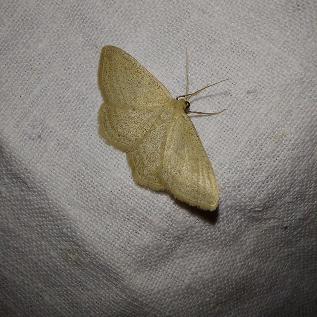 Scopula virgulata - vesszős sávosaraszoló