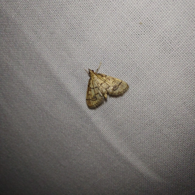 Metasia ophialis - kígyósávos tűzmoly